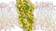 Researchers Decode the Structure of the Molecular Transporter TSPO