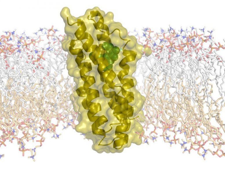 Researchers Decode the Structure of the Molecular Transporter TSPO