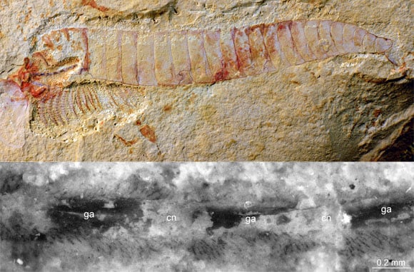 Researchers Discover 520 Million-Year-Old Fossilized Nervous System