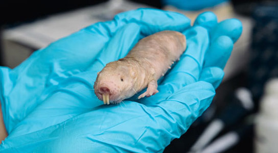 Researchers Discover Chemical that Makes Naked Mole Rats Cancer Proof