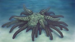 Researchers Discover Cthulhu Like Creature