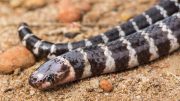 Researchers Discover New Species of Venomous Snake
