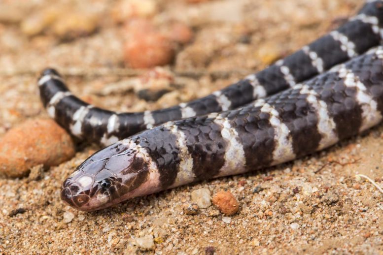Researchers Discover New Species of Venomous Snake