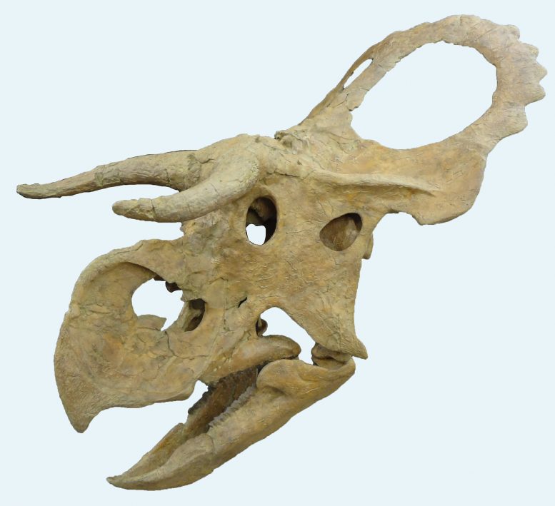 Researchers Discover a New Horned Dinosaur