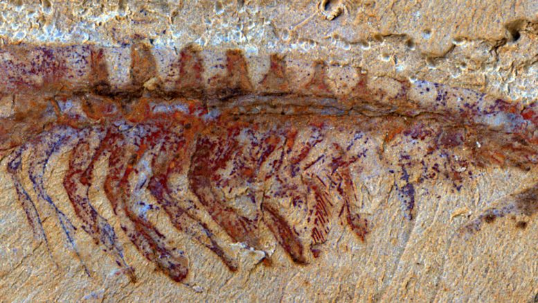 Paleontologists Reveal A Game Changing Discovery A Nonmarine Lobopodian Fossil - 130x12v