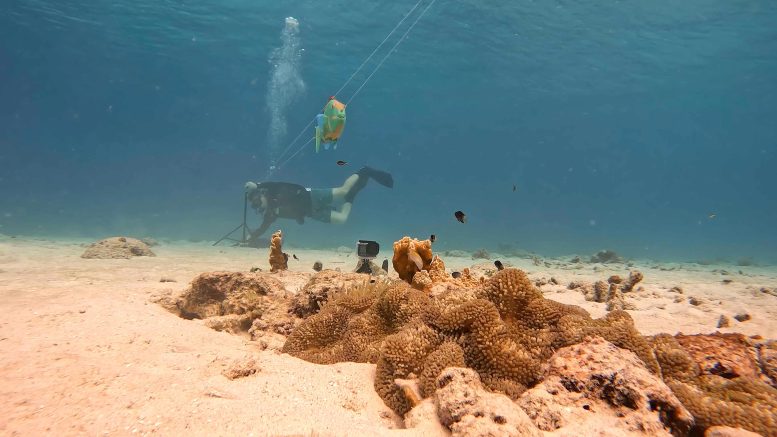 חוקרים צוללים בשונית האלמוגים הקריבית