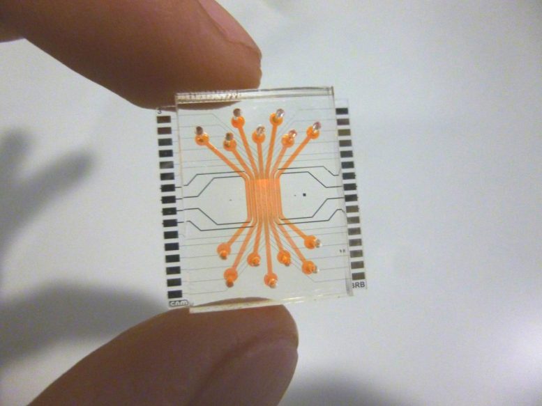 Researchers Emulate the Human Blood-Retinal Barrier on a Microfluidic Chip