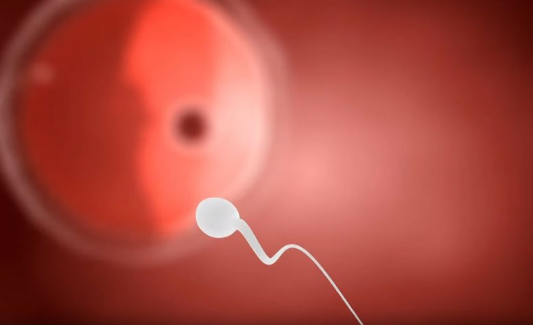 Researchers Identify Key Molecule That Guides Sperm to Egg