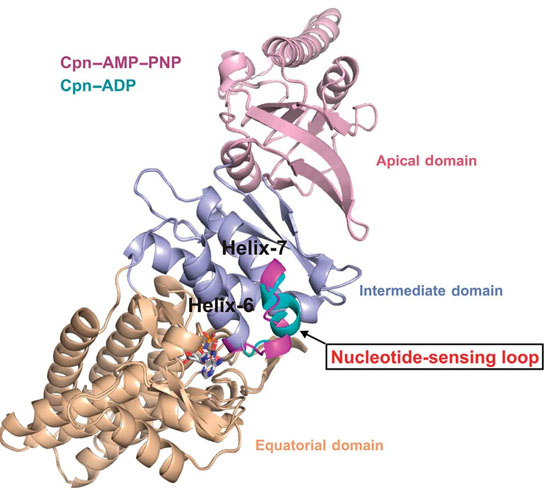 Researchers Identify Structure of Key Control Element Behind Protein Misfolding 