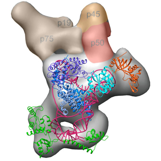Researchers Map 3D Structure of Telomerase Enzyme