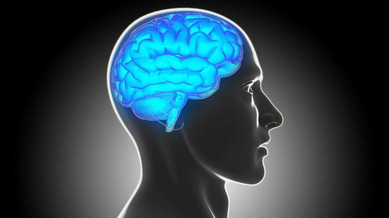 Researchers Map Brain Lesions for Clues to Criminal Behavior