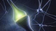 Researchers Observe Signs of Synaptic Plasticity Emerging in a Living Brain