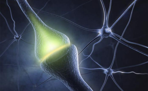 Researchers Observe Signs of Synaptic Plasticity Emerging in a Living Brain