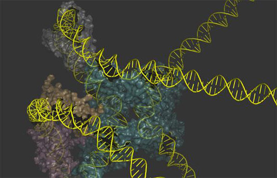 Researchers Produce a Depiction of the DNA Protein Complexes the Lambda Virus