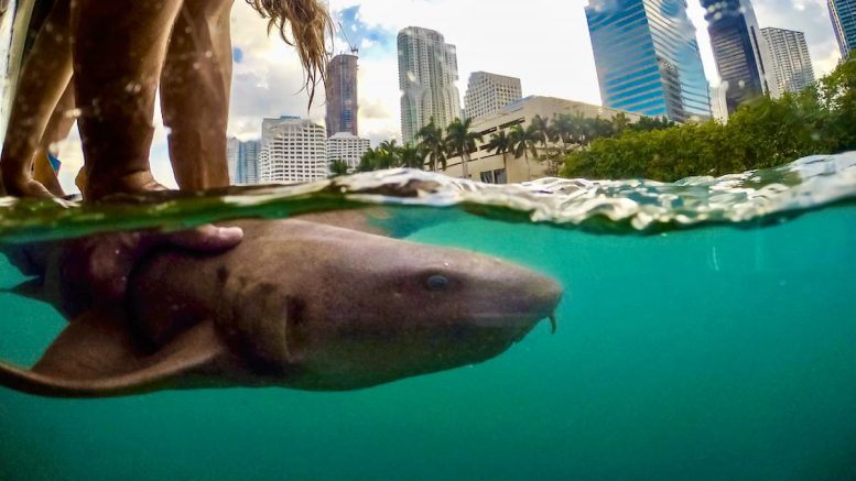 Researchers Release Acoustically Tagged Nurse Shark