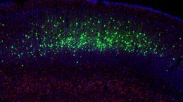 Researchers Reprogram Neurons