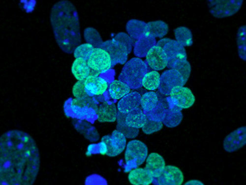 Researchers Reset Human Pluripotent Stem Cells to a Fully Pristine State