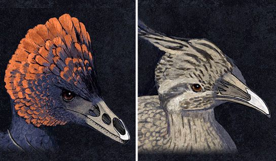 Researchers Retrace the Bird’s Beak to Its Dinosaur Origins