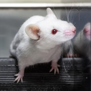 Researchers Reversed the Effects of Alzheimers Disease in Mice