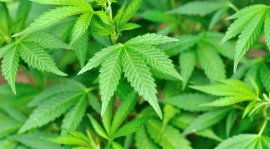 Researchers Show Regular Marijuana Use Bad for Teens Brains