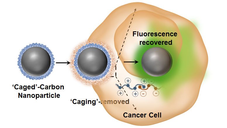 Researches Show That Luminescence Switchable Carbon Nanodots Follow Intracellular Trafficking and Drug Delivery