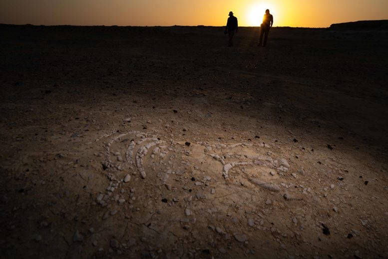 A Lost Sea Cow World Resurfaces Beneath Qatar’s Desert 3 Researchers Surveying Sea Cow Fossil Site