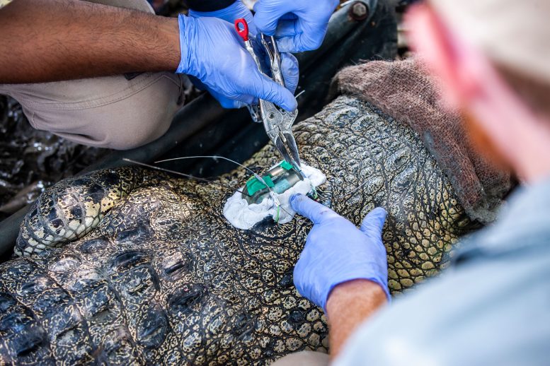 Researchers Tagging a Crocodile