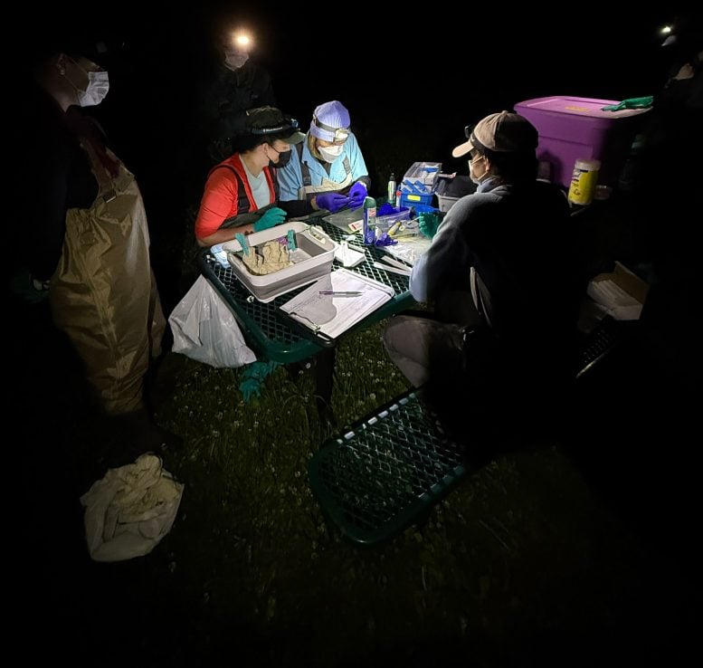 Researchers Taking Tissue Samples From Bats Captured
