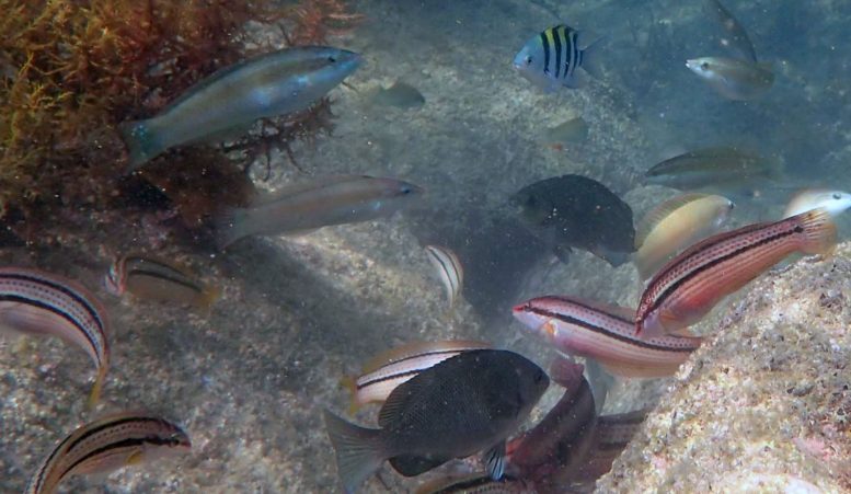 Researchers Track Dynamic Changes in Marine Life