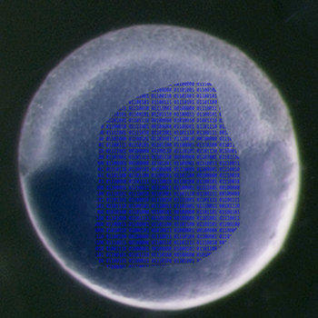 Researchers Track the Development of the Embryo
