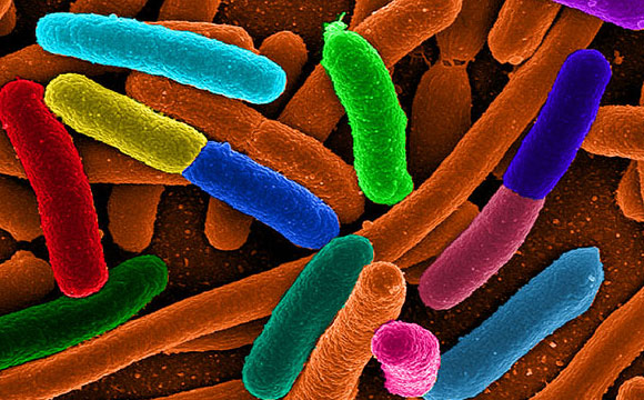 Researchers Turn Engineered Bacteria into a Source of Natural Energy