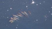 Researchers Uncover the Mysterious Lives of Narwhals