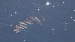 Researchers Uncover the Mysterious Lives of Narwhals
