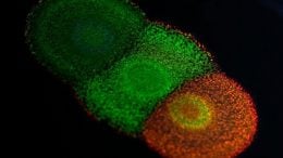 Researchers Unlock Genetic Code Behind Nature's Most Vibrant Colors