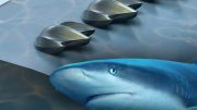 Researchers Use Shark Scales to Better Design Drones, Planes, Turbines