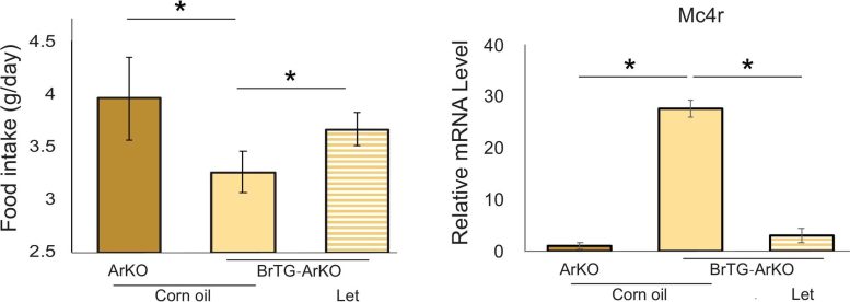 Restoration of Neuroestrogen Production Reduces Food Intake and Boosts MC4R Expression Graphic