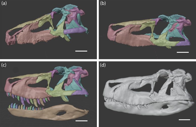 Restoration of the Saurosuchus Skull
