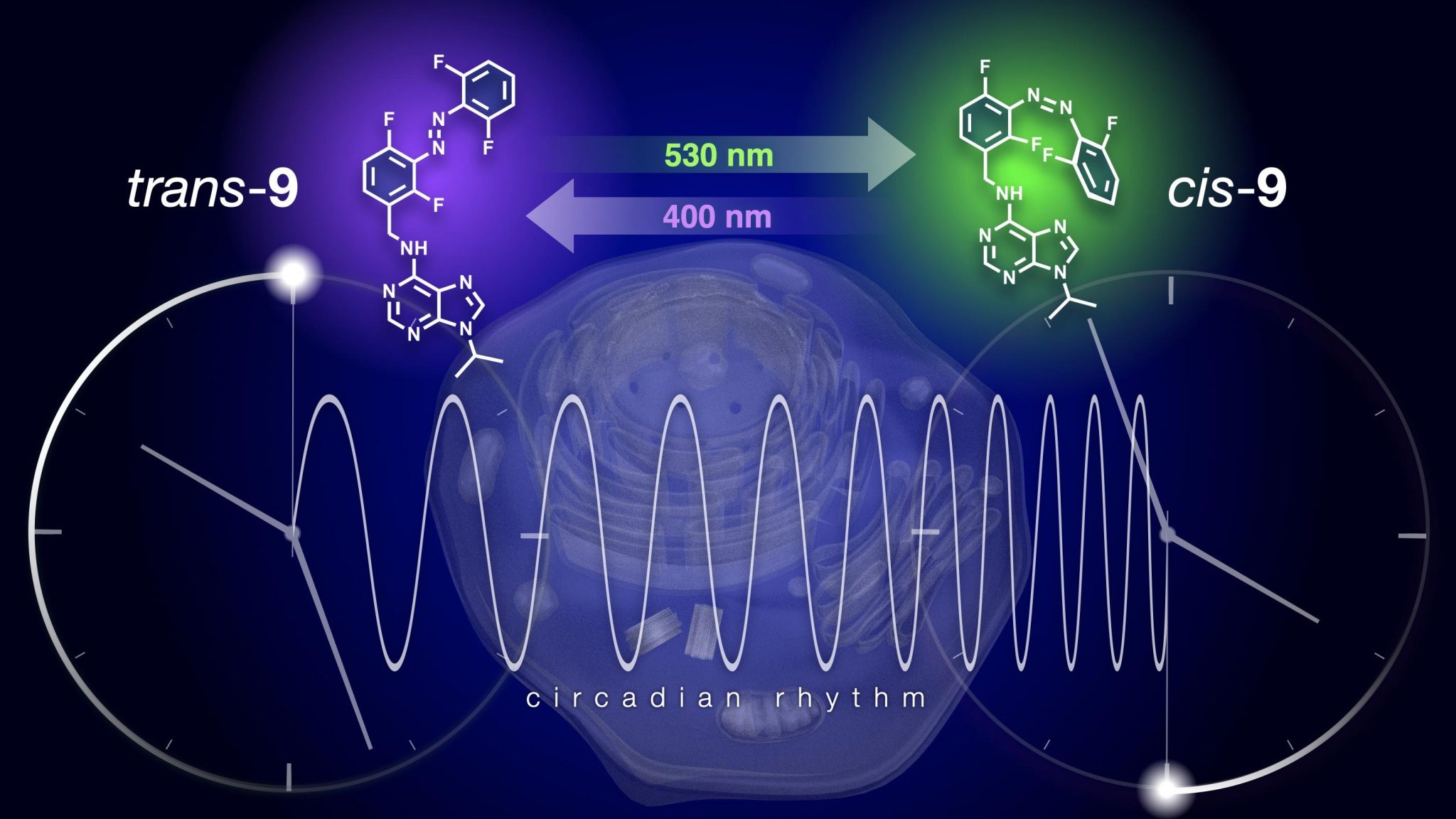 Circadian Rhythm Resetting the Biological Clock by Flipping a Switch