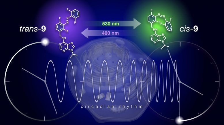 Reversible Modulation of the Circadian Clock Using Chronophotopharmacology