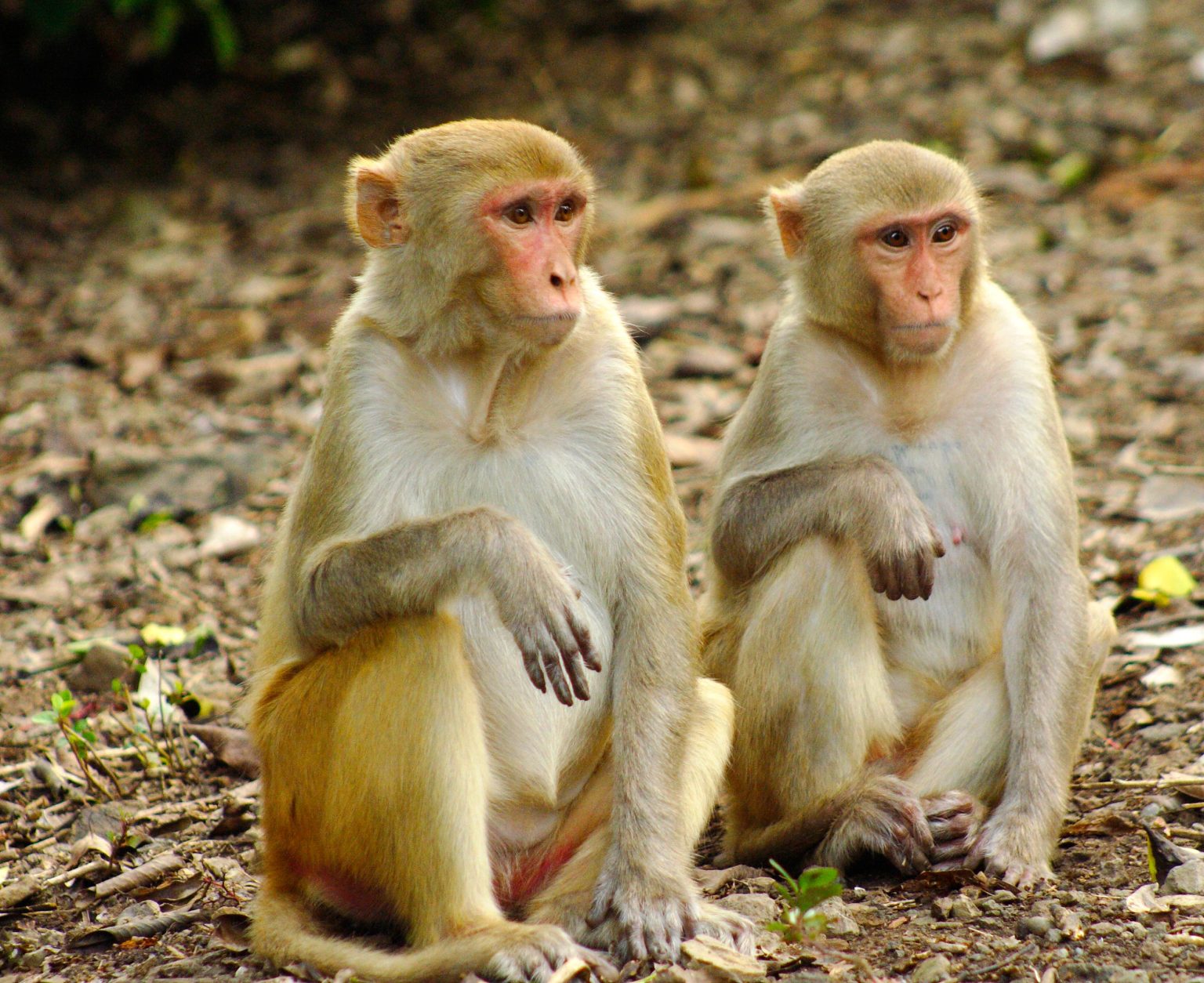 Link Between Social Life and Brain Structure Discovered in Rhesus Macaques