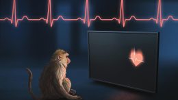 Rhesus Monkeys Can Perceive Their Own Heartbeat