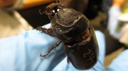 Rhinoceros Beetle in Hand