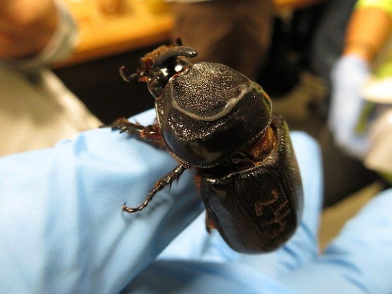 Rhinoceros Beetle in Hand