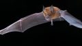 Rhinolophus rouxi Bat