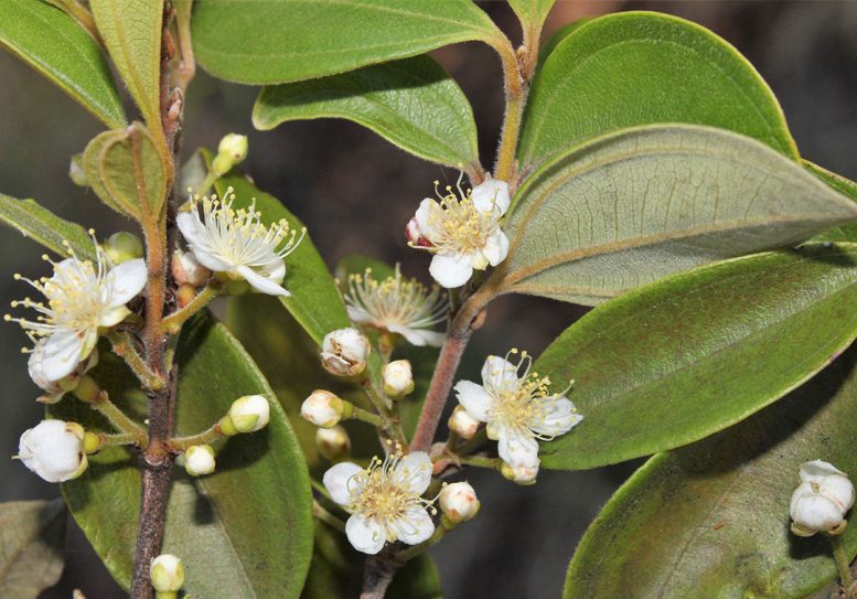 Rhodamnia zombi Flowers