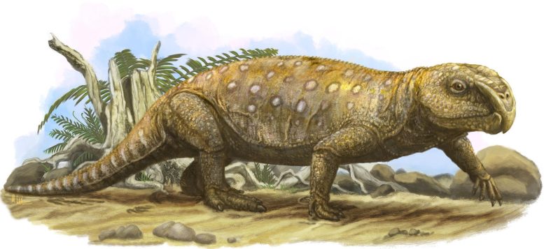 Rhynchosaur Illustration
