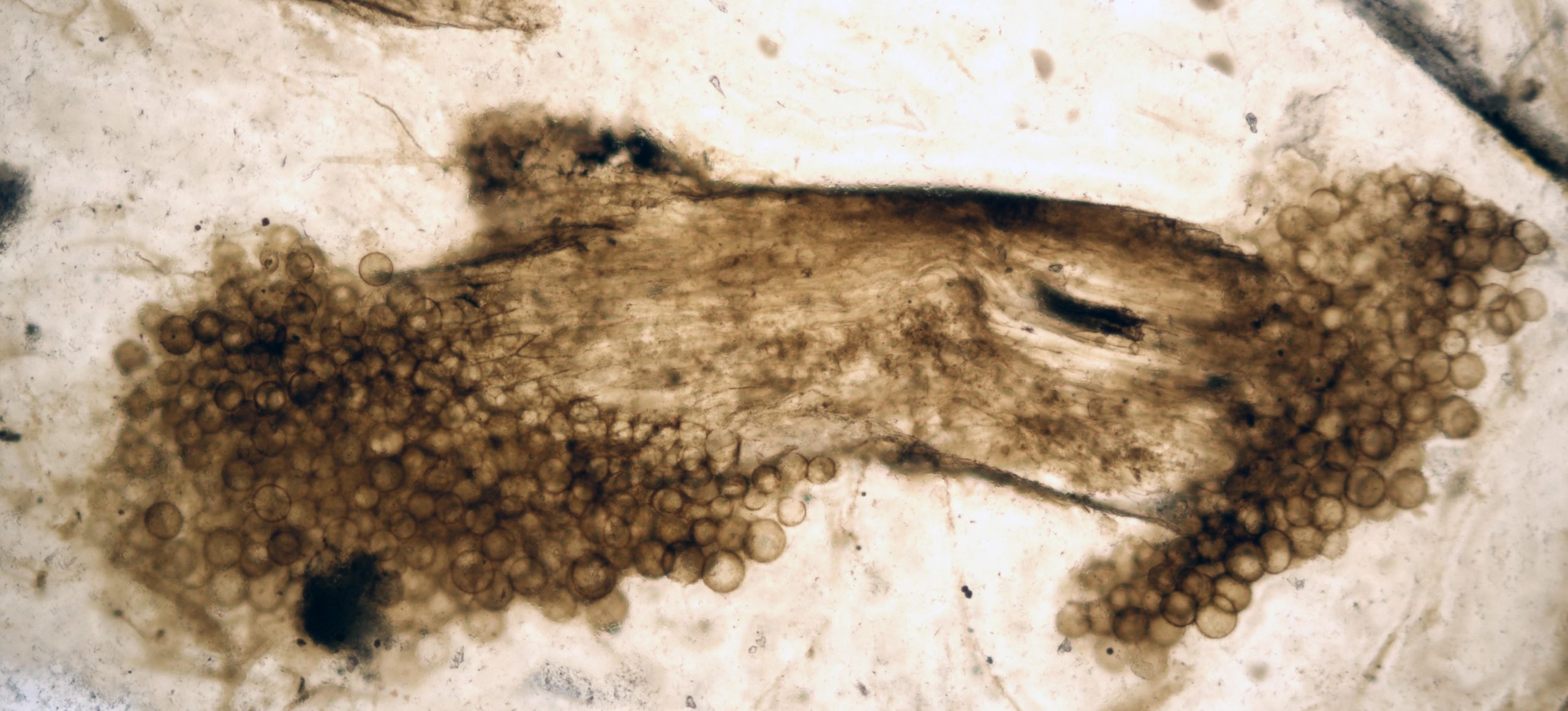 400 Millionen Jahre alte Fossilien offenbaren frühes Leben