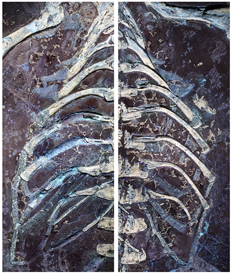 Rib Cage of Montsecosuchus