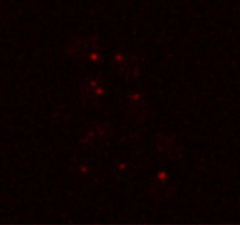 Ribonucleoprotein Condensates Forming Under Mars Like Stress