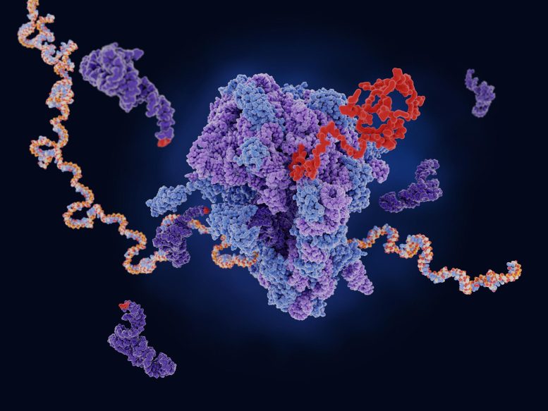Ribosome Translating Messenger RNA Into Polypeptide Chain
